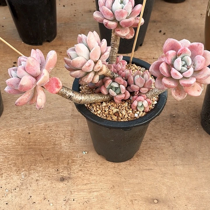 多肉植物，花蝴蝶