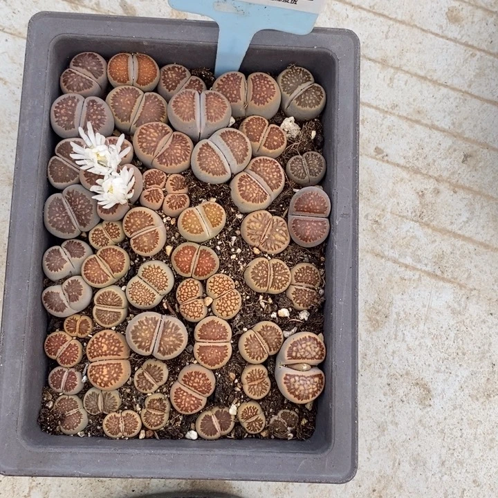 ꧁***꧂生石花等植物的生长072