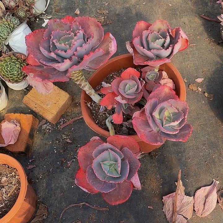 蓝色妖姬飘枝78多肉群砍过