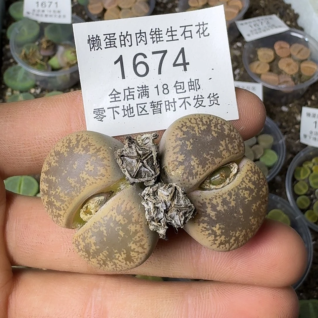 1674 哈哈哈哈哈哈哈哈哈哈