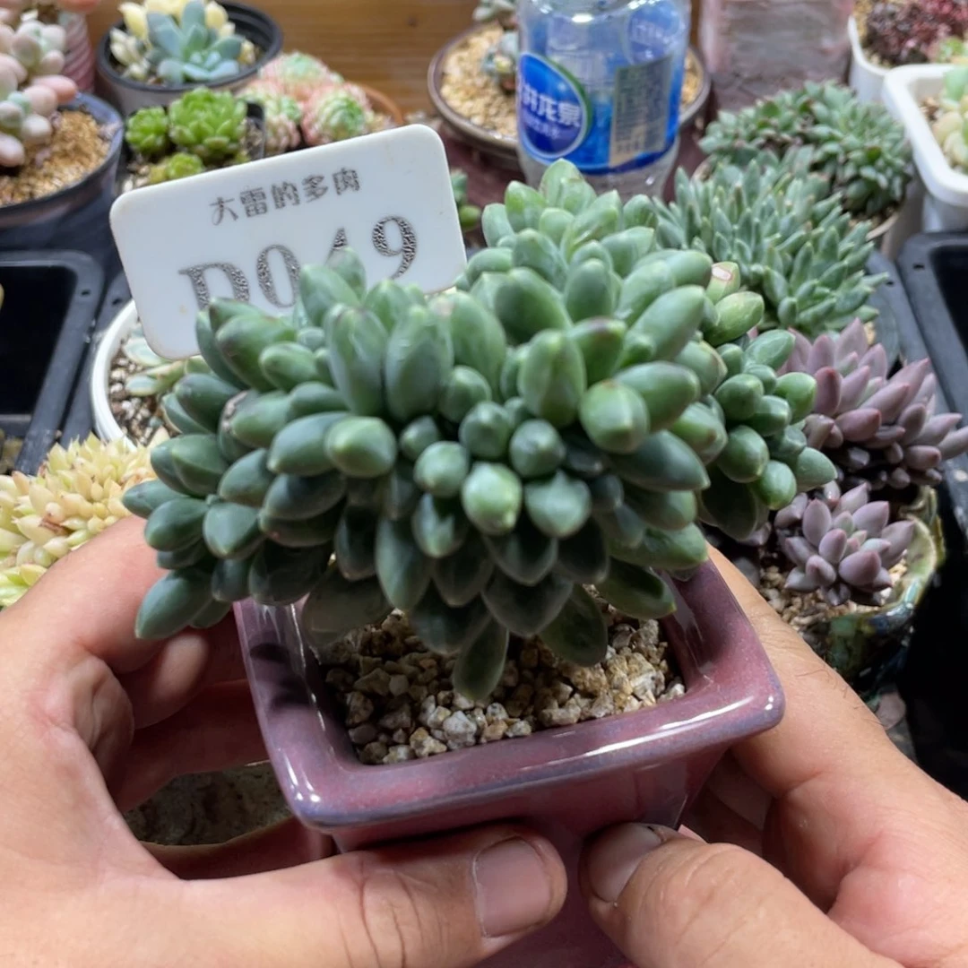 049千代田不带盆11厘米