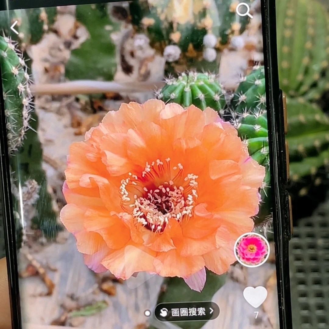彩草 温婉 侧芽 歪 满20包邮5公分