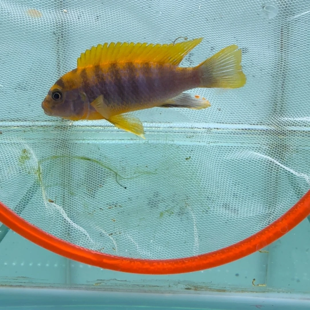 慈鲷615红鸡。