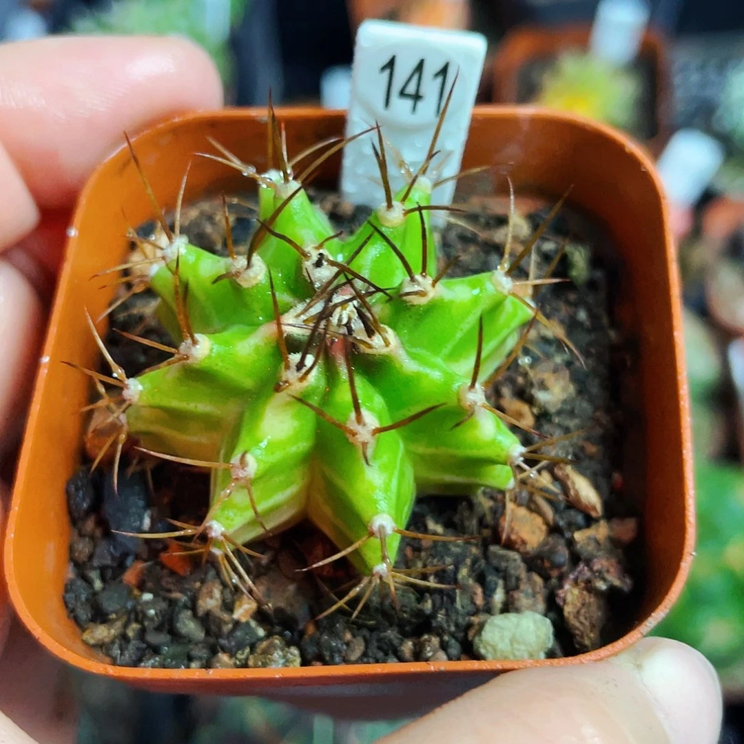 非偏远地区满25包邮仙人球裸根