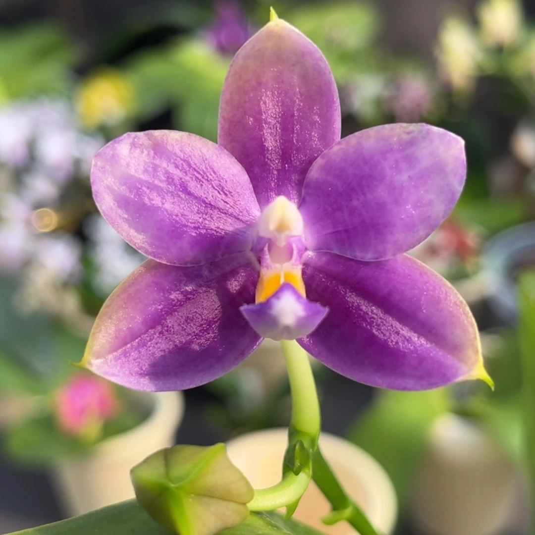 完全开放2.5寸yc61开花株