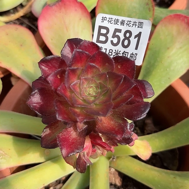 多肉法师海王七彩