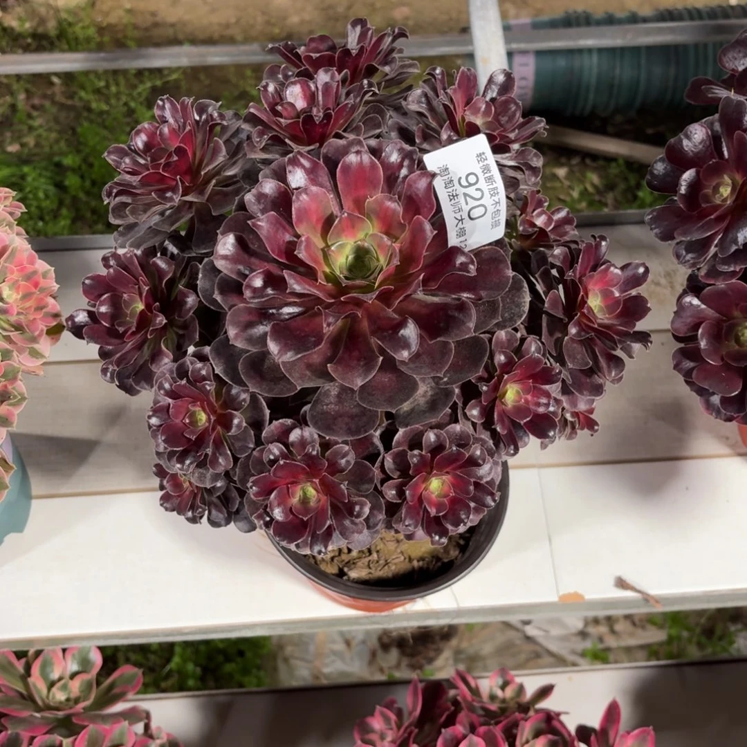 920花纳多肉植物法师