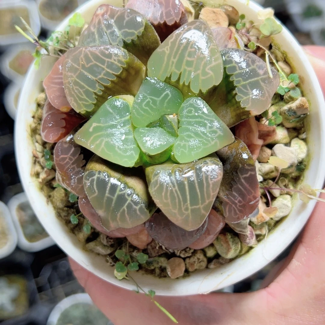 洋*粑1875多肉植物，
