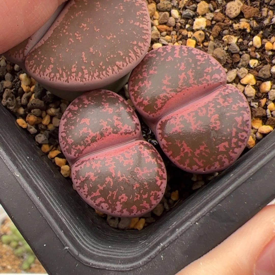 059号酒红紫薰 多肉植物