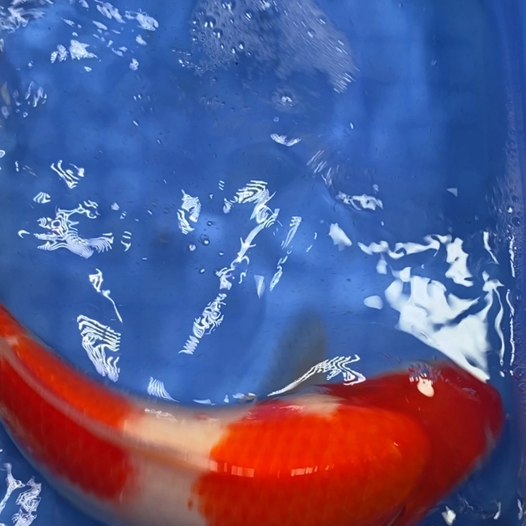 锦鲤冷水锦鲤包邮