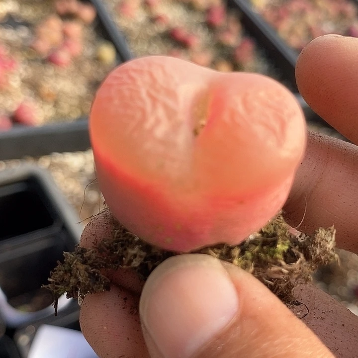 19519有伤冰魄一颗