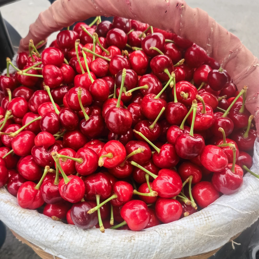 山地美早大樱桃酸甜口儿非常好吃