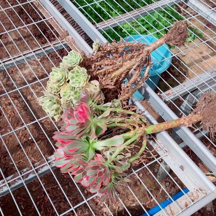法师两颗多肉法师