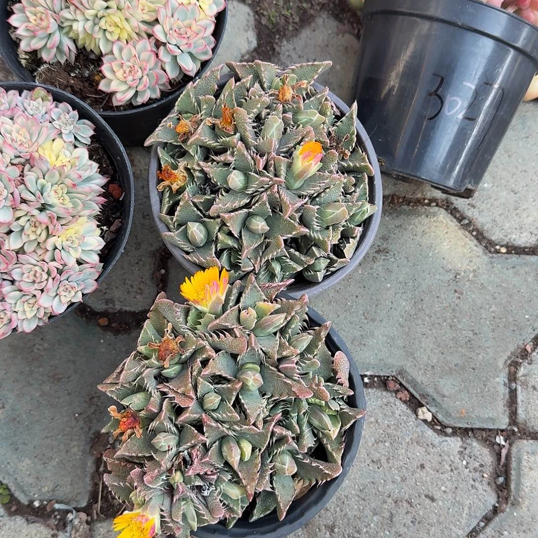 开***天狂揽怒涛多肉两人