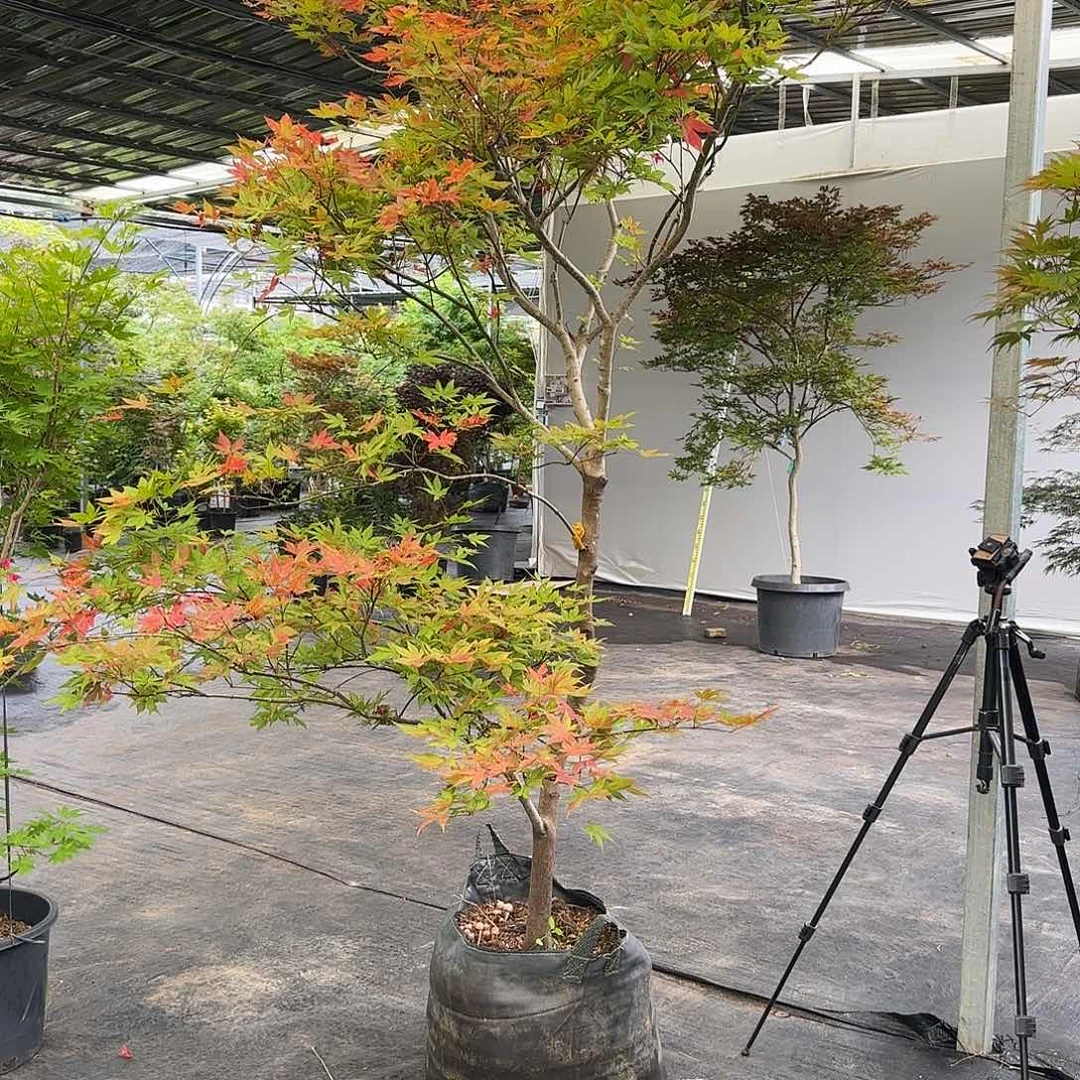 完全开放赤鸭 123456