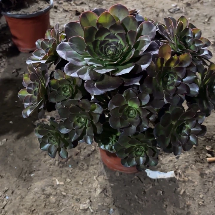 多肉植物法师魅金32