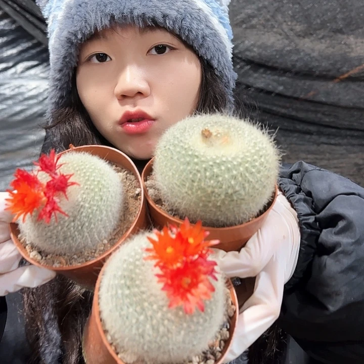 三颗单头白雪光111111