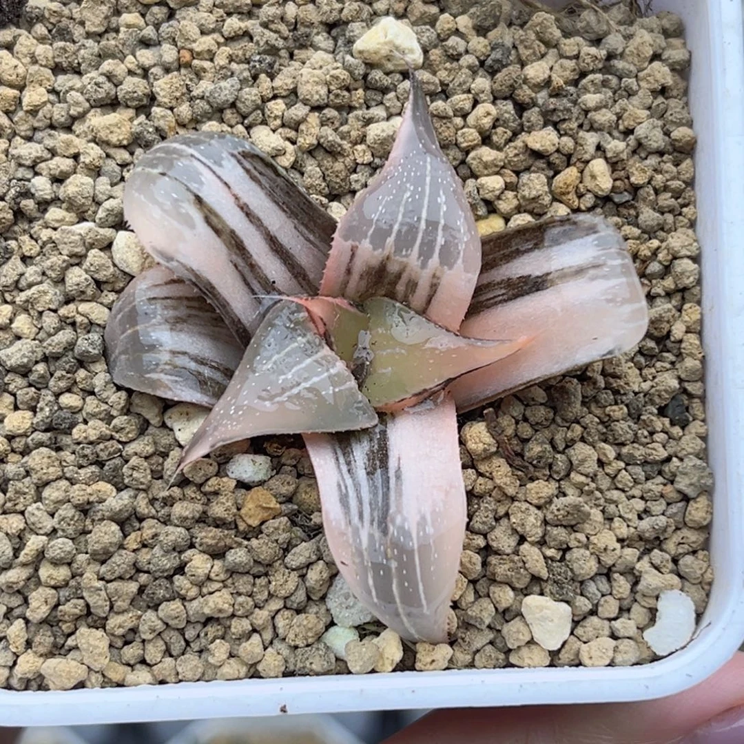 91pinky锦福利专场