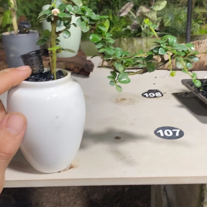 ****哥完全开放退款拉黑一物一拍52