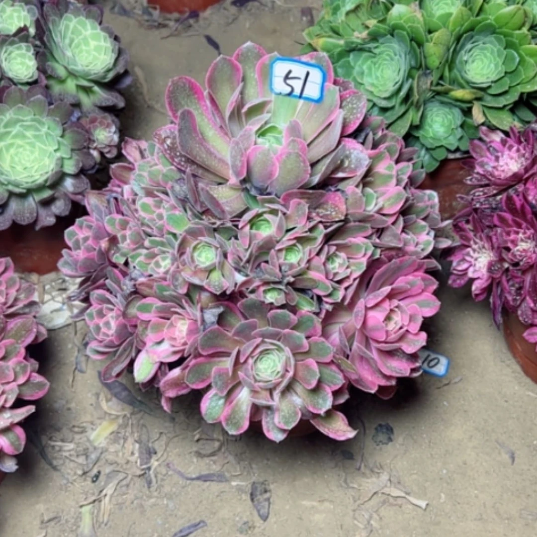 【闪购商品】多肉植物粉女郎51
