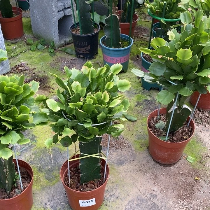 当前无花栽培后可以开花015嫁接060