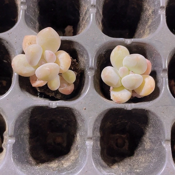 8精品奶豆2颗一组