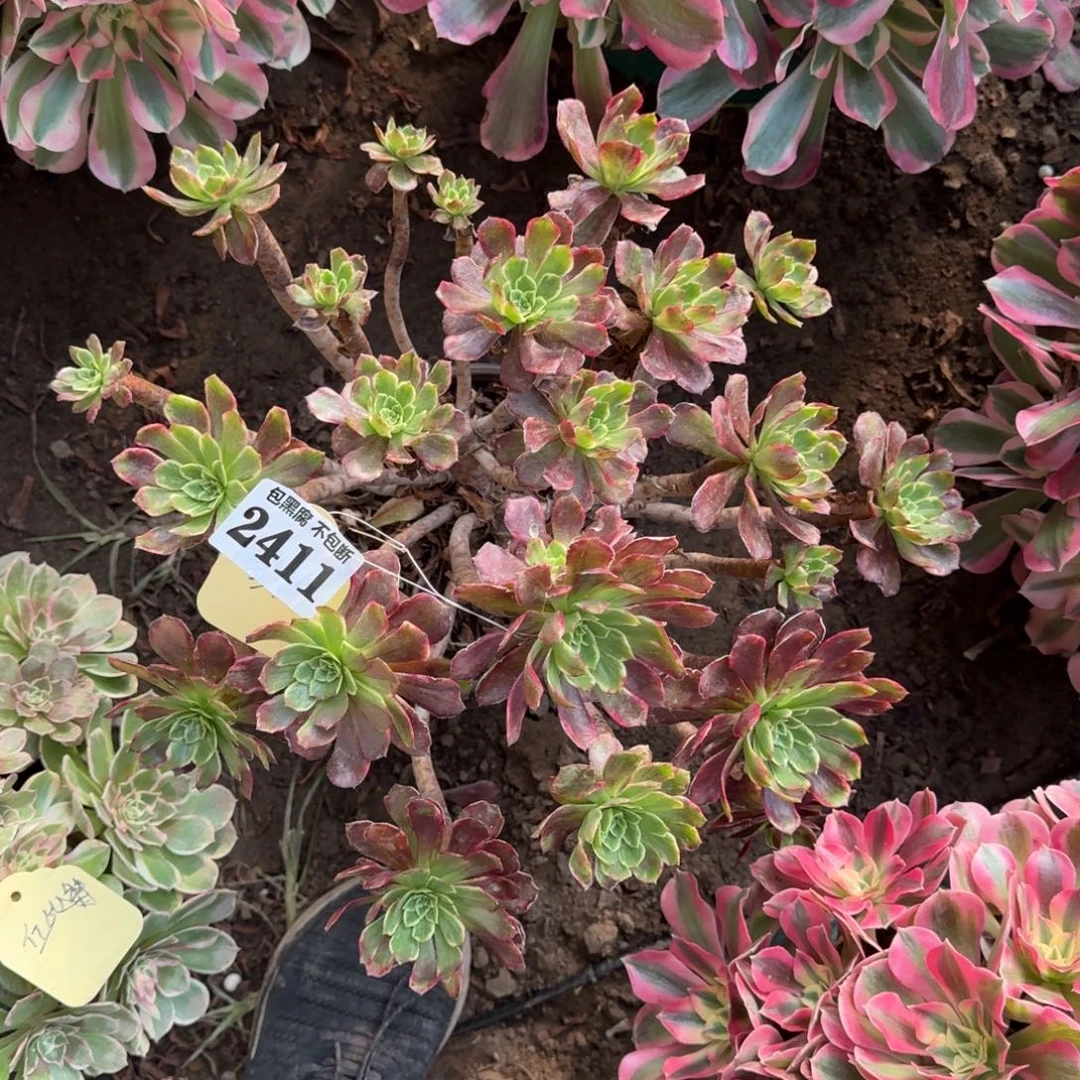 18-10法师雪浪2411