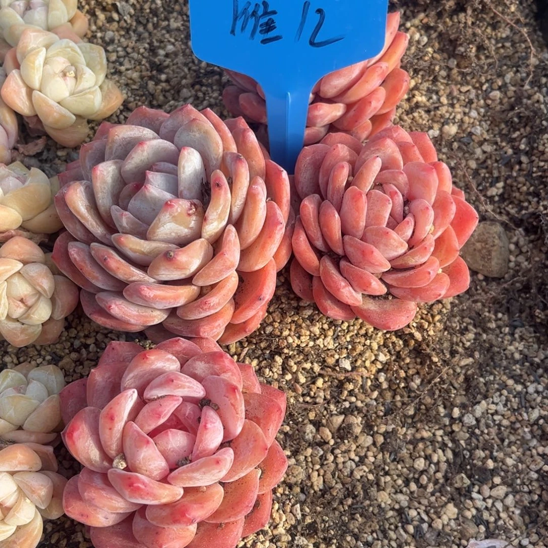 Y***儿雁儿姐姐的雪天使2颗