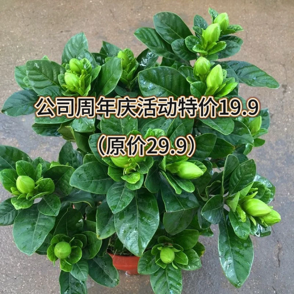 【花心思】栀子花盆栽带花苞室内四季开花水培浓香好养活绿植