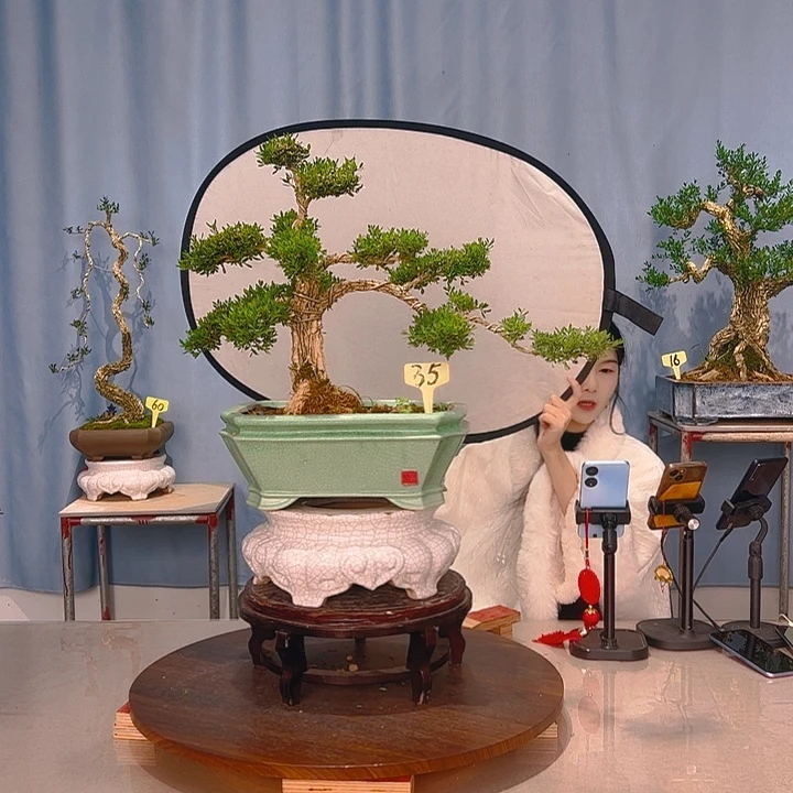 无花朵广东皱皮雀舌黄杨