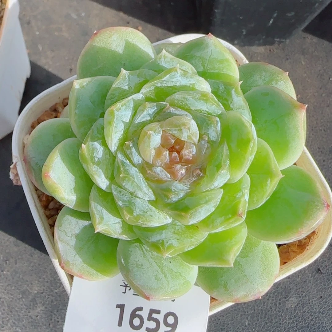 梦境，1659开播福利，