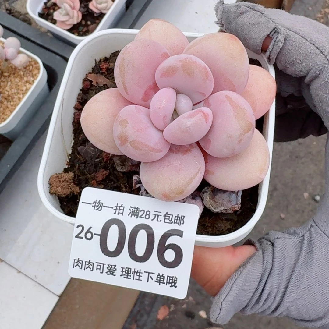 粉兔无盆土发货无盆土发货无