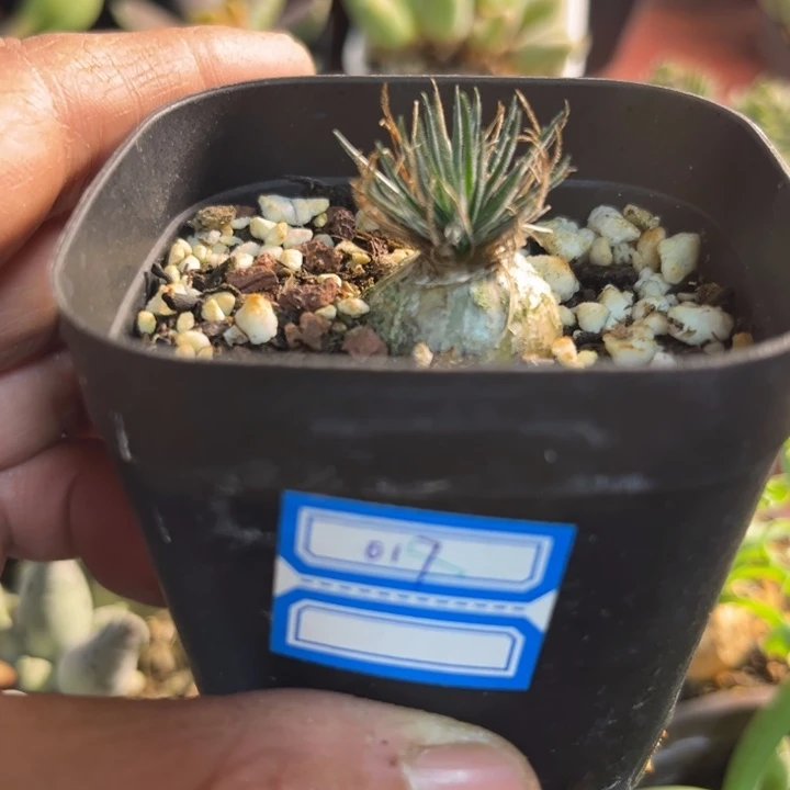 可爱多肉嘟嘟可爱海葱017