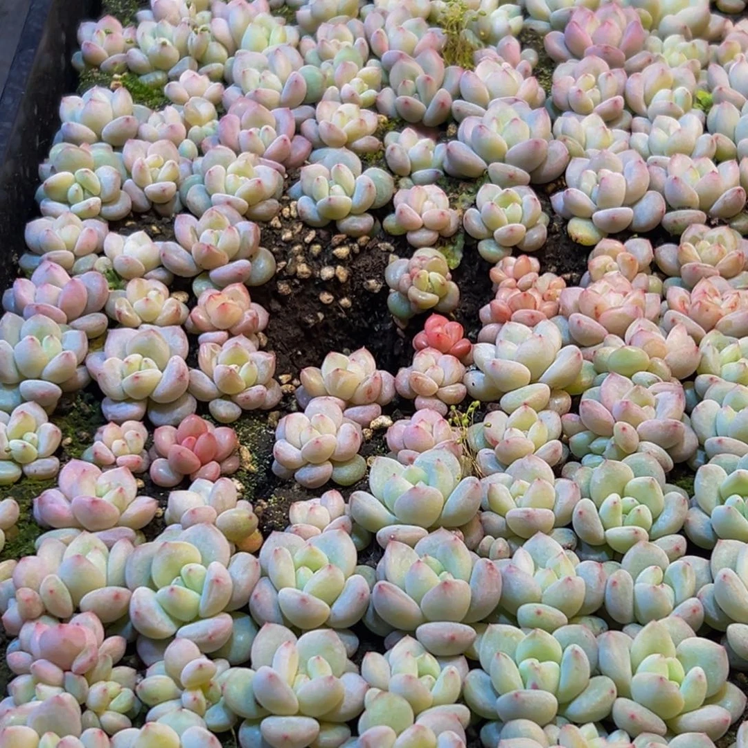 071多肉葡萄的味道是