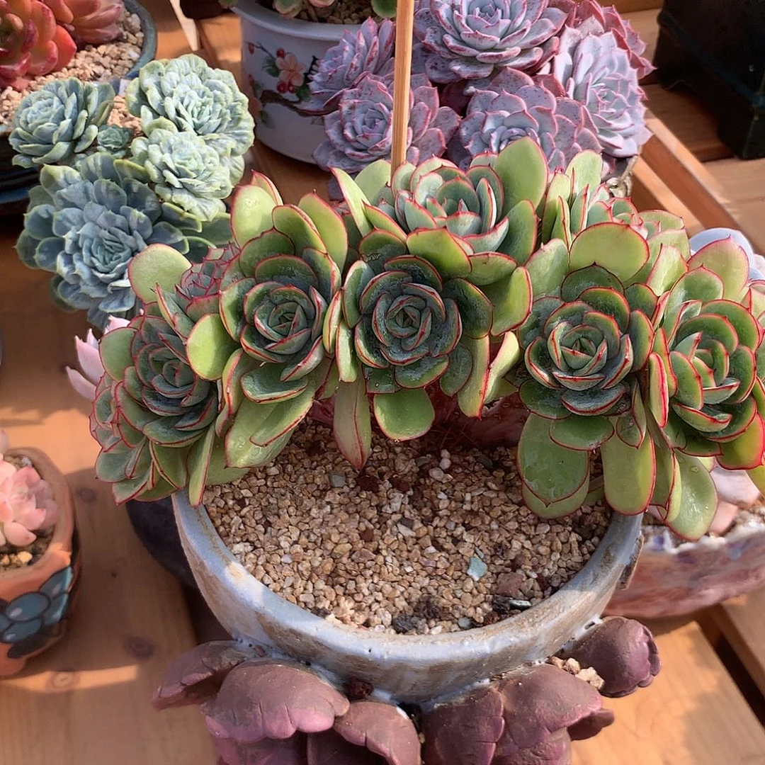 牡丹亭缀牡丹亭缀