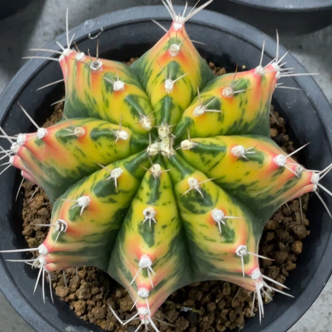 当前无花朵，栽培后可花朵黄老虎