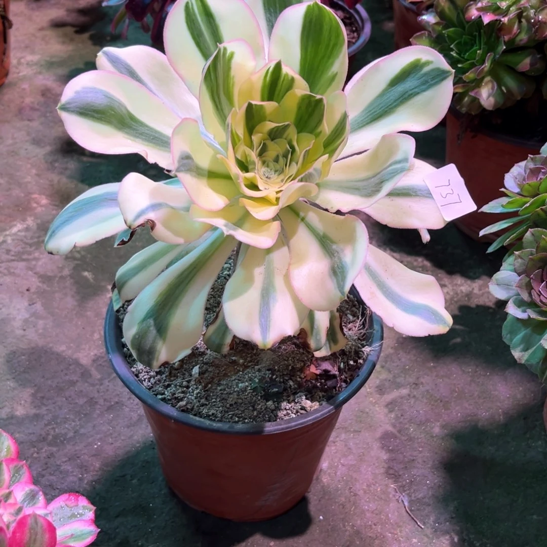 多肉植物燕姿737