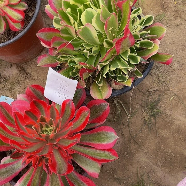 乔*法师锦多肉组合4953