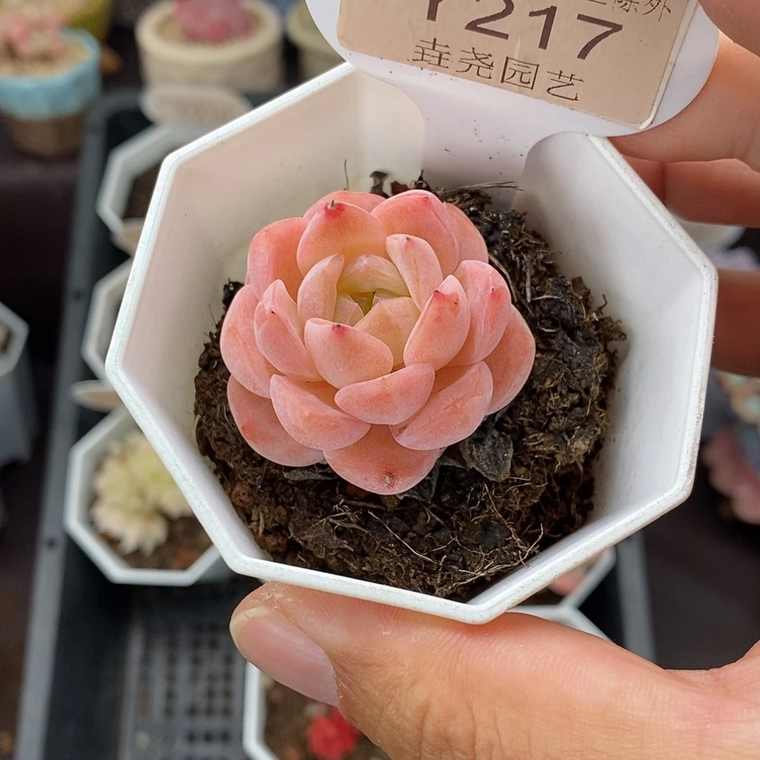 0217 梦幻芭比 3.5cm