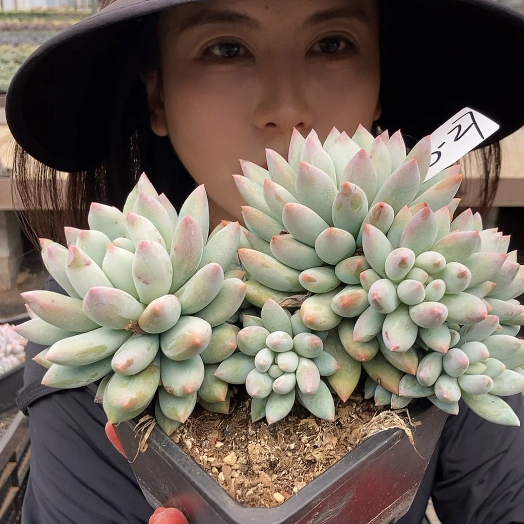 5-27 一物一拍直播间为准