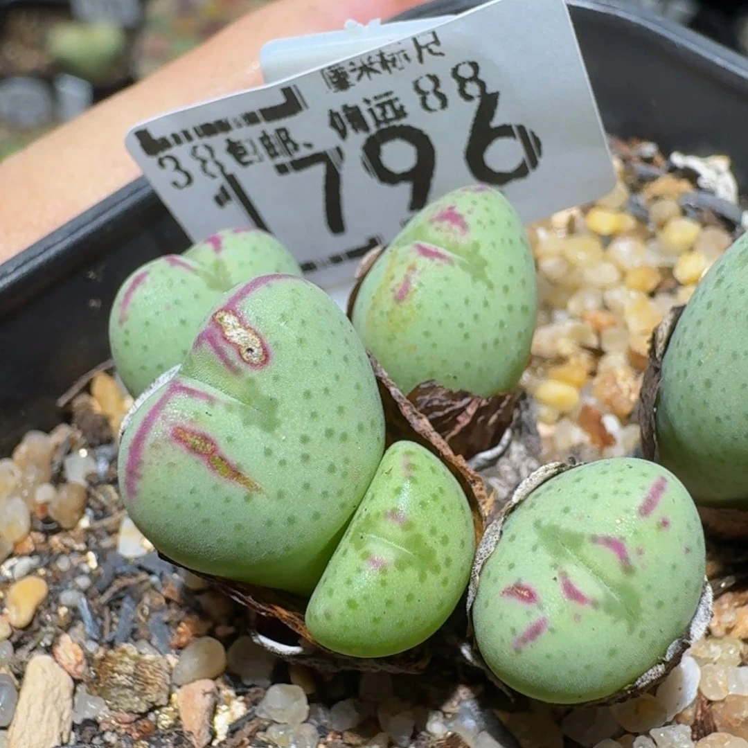 Ssss精品生石花1796