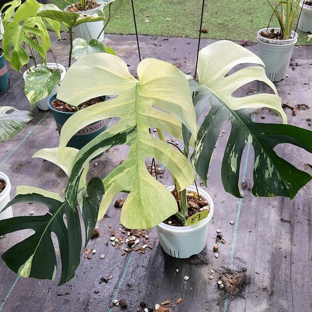 无花朵N****u泰国mint顶芽E2