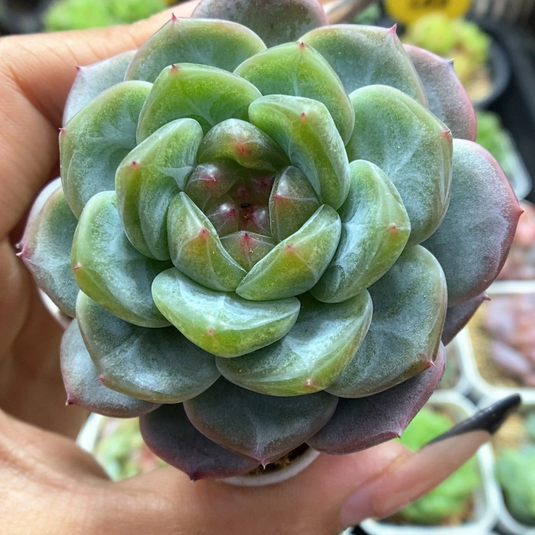 甜心可拍301号。