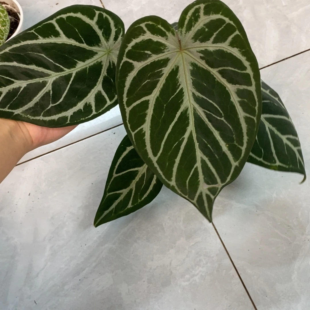 不开花植物银豹花烛