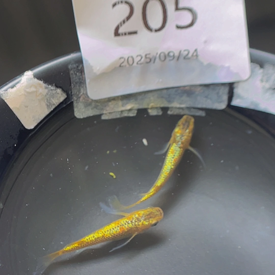 青鳉205松井秘密武器一对