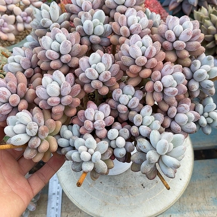 多肉植物一物一拍