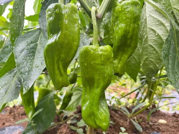 贵州农家露天种植菜椒（辣椒）大小混装3斤/5斤包邮