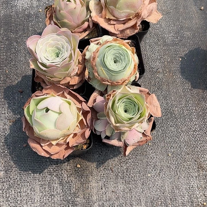 家**儿山地玫瑰一物一拍6颗