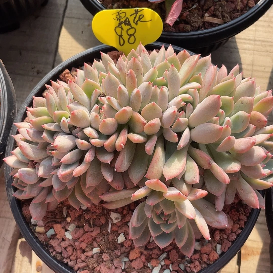 霜花满天星缀化多肉