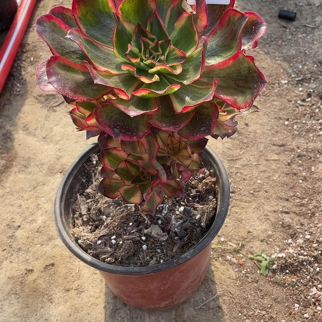 嘉***修法师植物魅影法师059
